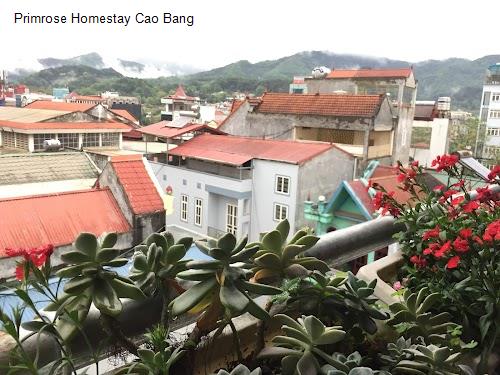 Hình ảnh Primrose Homestay Cao Bang